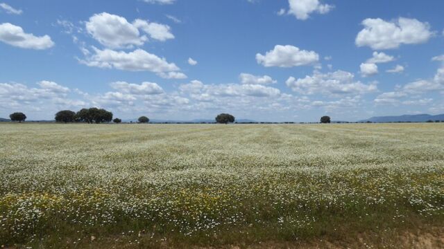 Op de terugweg naar Horcajo met de fiets kom je dit soort landschappen tegen. Op de terugweg naar Horcajo met de fiets kom je dit soort landschappen tegen.