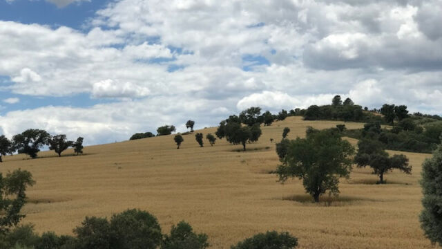 Graanvelden met steeneiken, een normaal beeld in Horcajo. Graanvelden met steeneiken, een normaal beeld in Horcajo.
