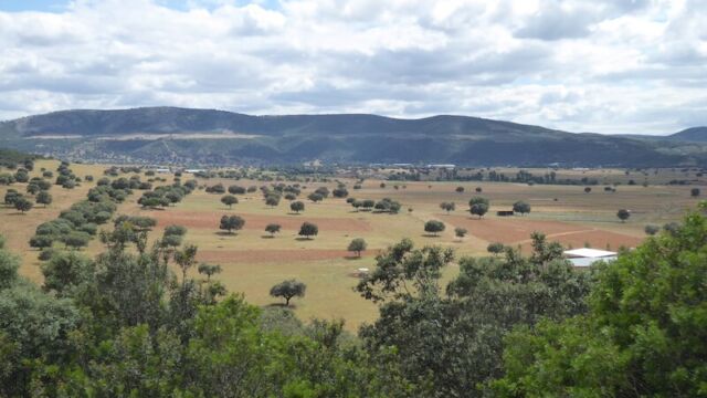 Graanvelden met steeneiken of kurkeiken, afgewisseld met wilde natuur. Graanvelden met steeneiken of kurkeiken, afgewisseld met wilde natuur.