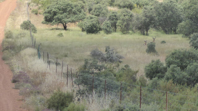 Het stikt van de hertjes, ook overdag. Het is dat ze bewogen, anders hadden we ze niet gezien. Het stikt van de hertjes, ook overdag. Het is dat ze bewogen, anders hadden we zeniet gezien.